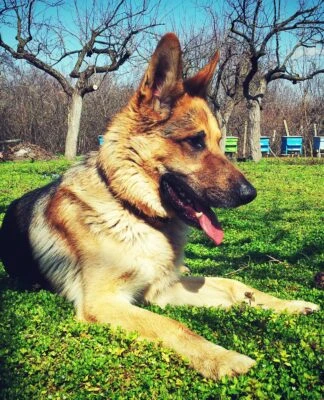 The Ultimate Guide To American German Shepherd