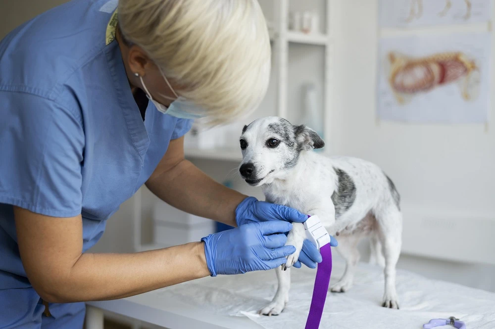 Protecting Your Canine Companion: A Guide to Vaccinations for Dogs in Abbotsford