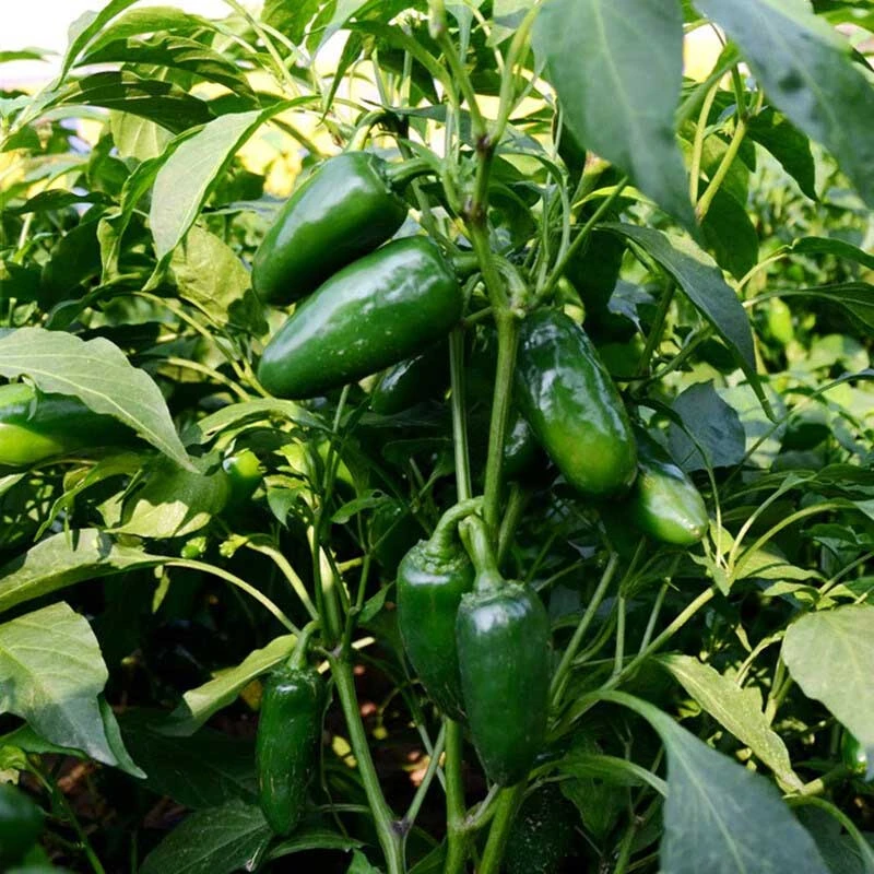 A Comprehensive Guide to Growing Jalapenos Indoors
