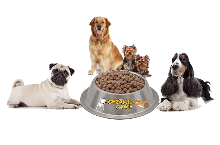 Buy the Best Dry Dog Food Australia – Place Your Order Now