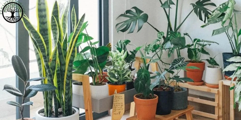 Garden Clearance: Tools You Need If You Have a Garden in an Apartment