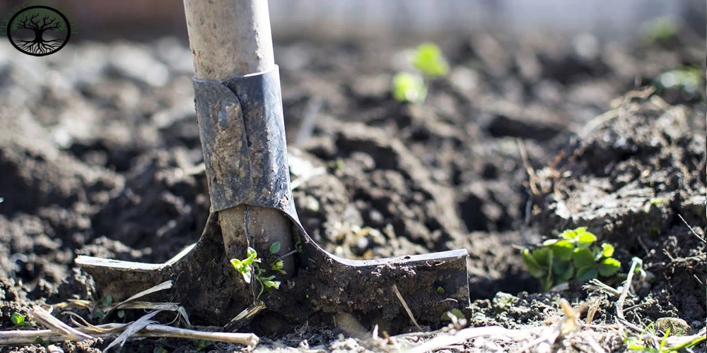 10 Ways to Care for Your Garden