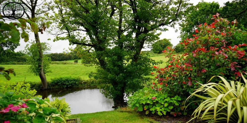 6 Tips to Revive Your Overgrown Garden Clearance