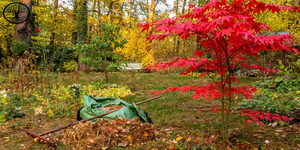 Garden clearance: 5 Tips to Keep up Cleanliness in the Garden