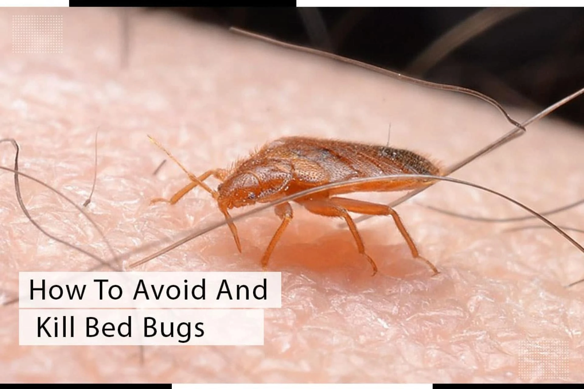 How To Avoid And Kill Bed Bugs