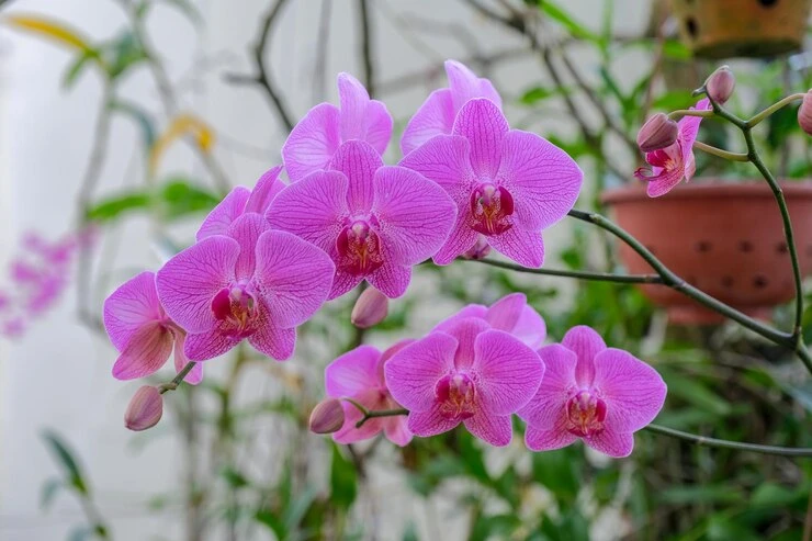 A Guide to Keeping Your Orchid Alive