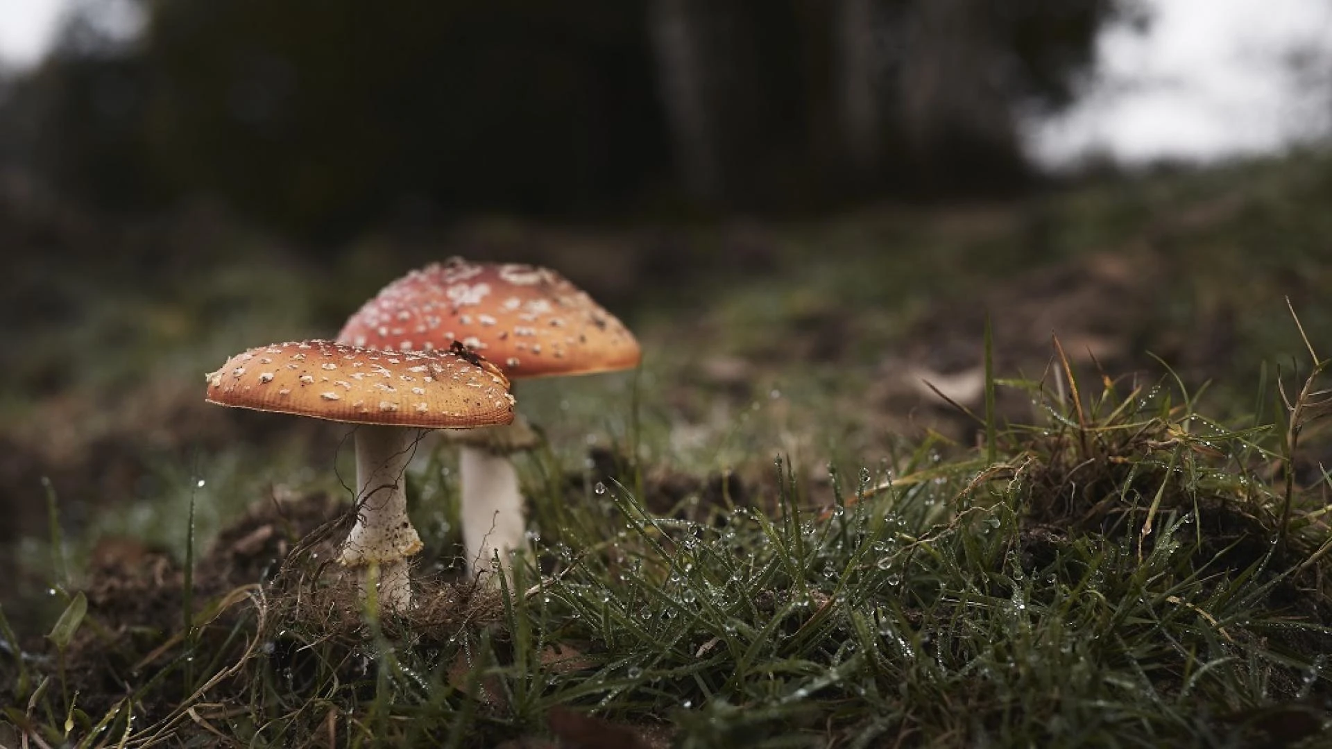 Mushroom Benefits For Men: The Ultimate Guide