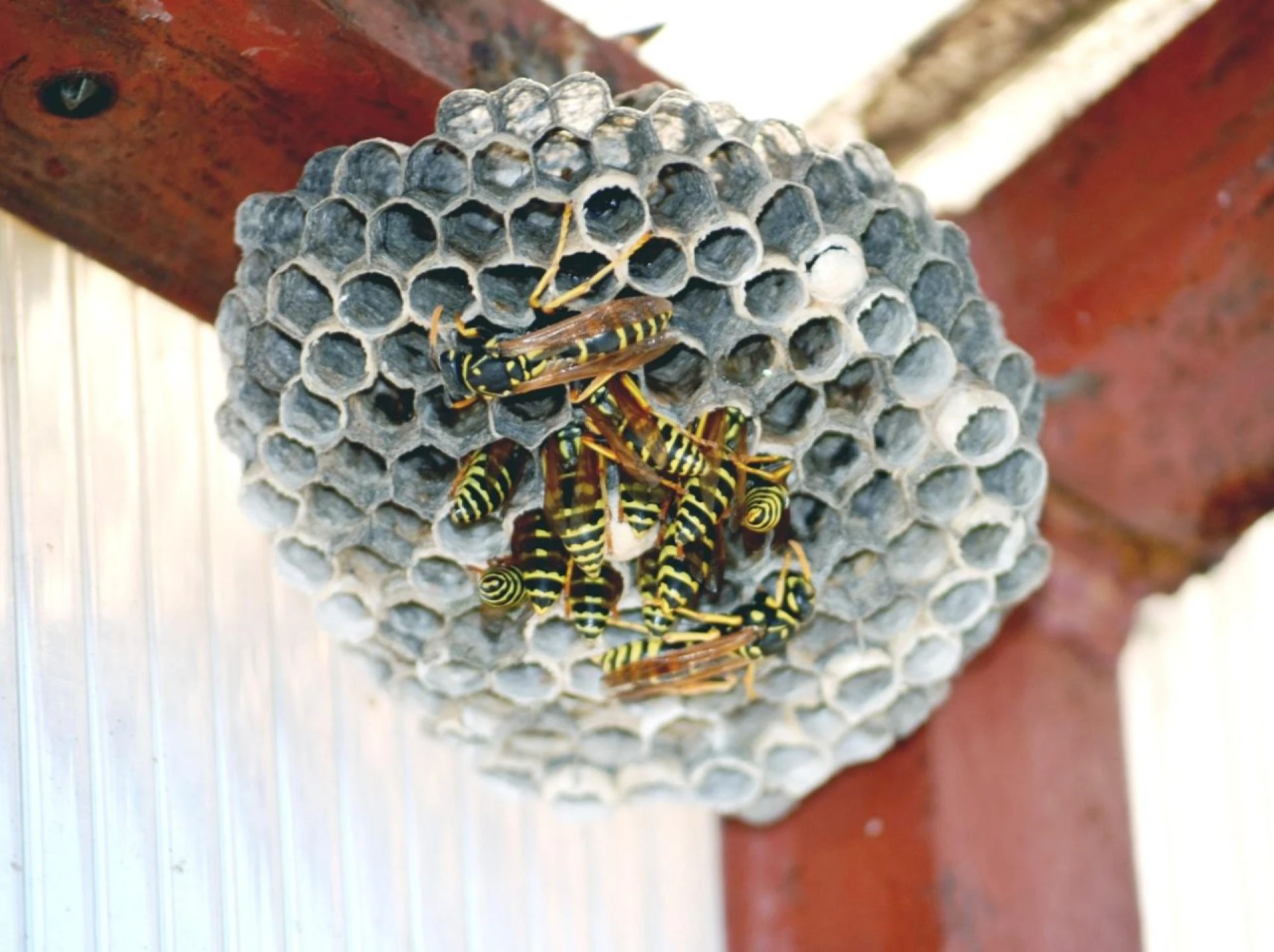 Effective Methods to Help You Deal with Wasps This Autumn