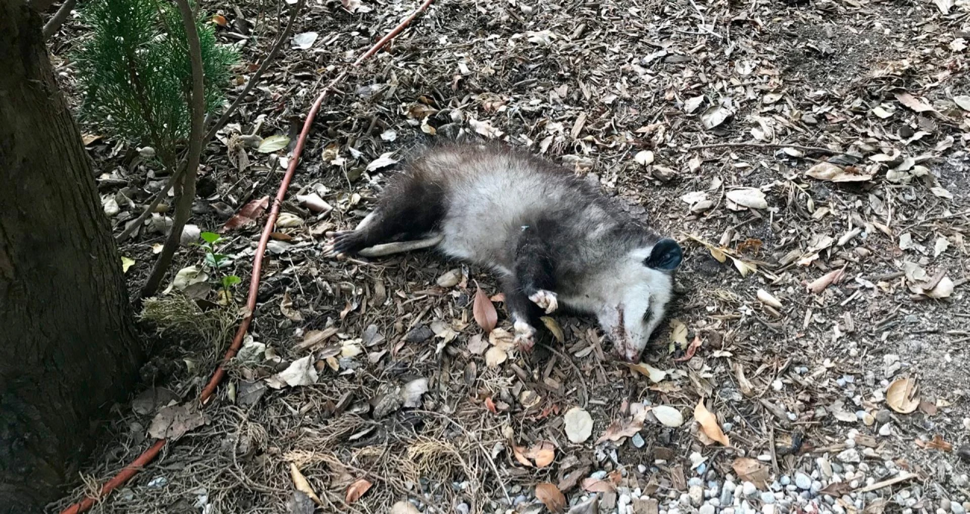 Top 4 Dead Animal Removal Hacks You Need to Know