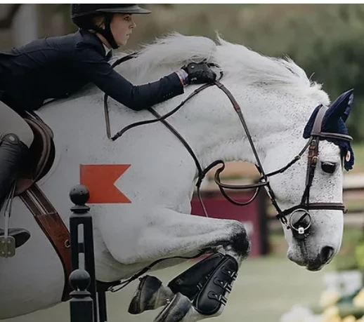 Buy the Best Dog Leggings Online