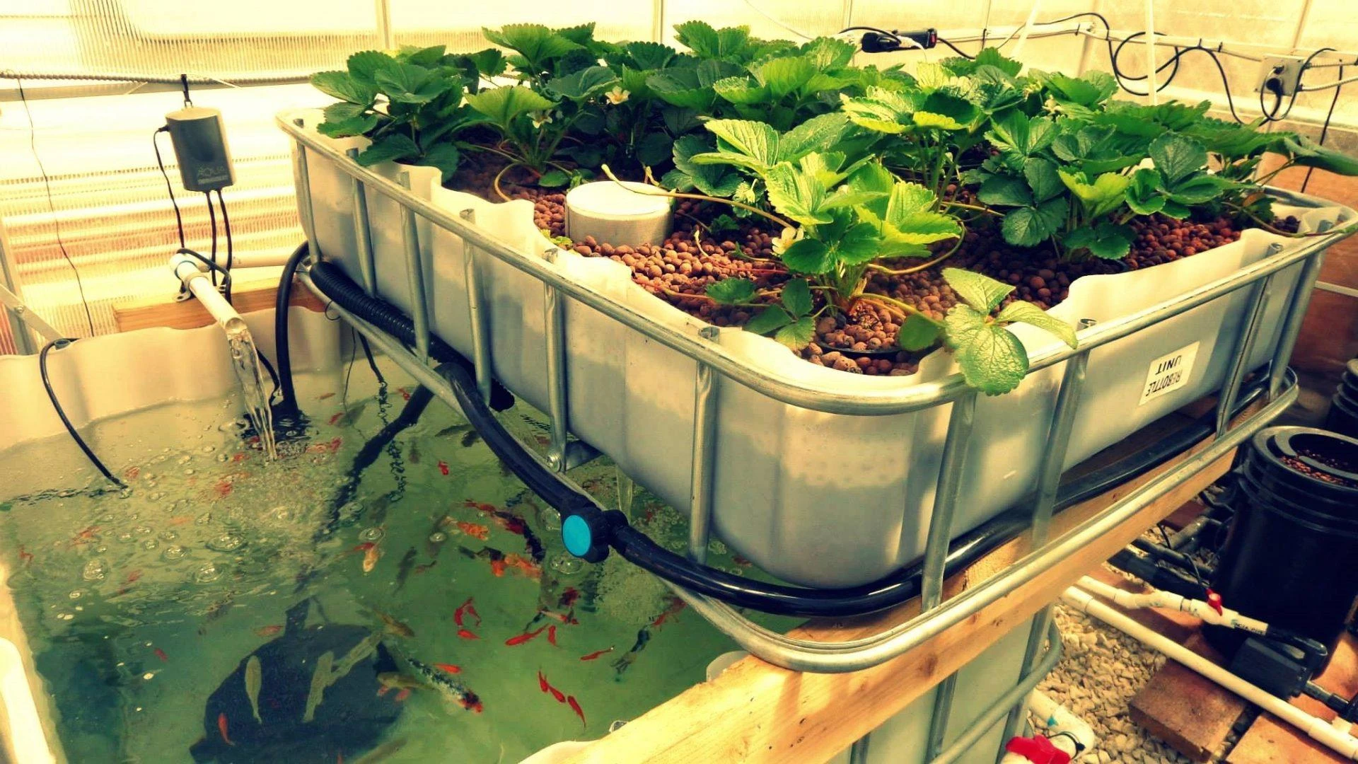 Future Harvest: Aquaponics Market's Growth Trajectory Explored | BMRC