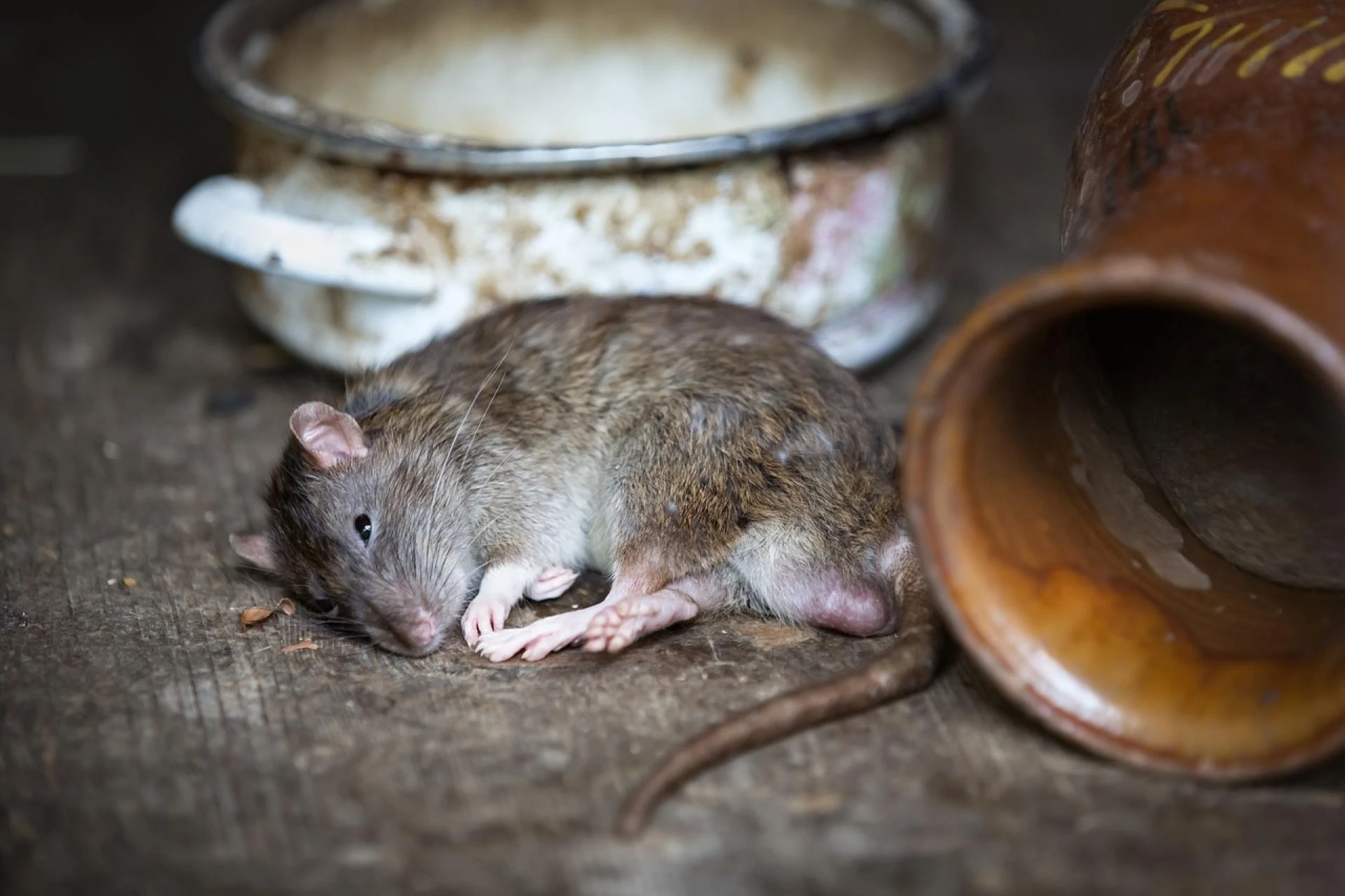 Top-Rated Rat Control at Home: Effective Solutions for a Rodent-Free Living