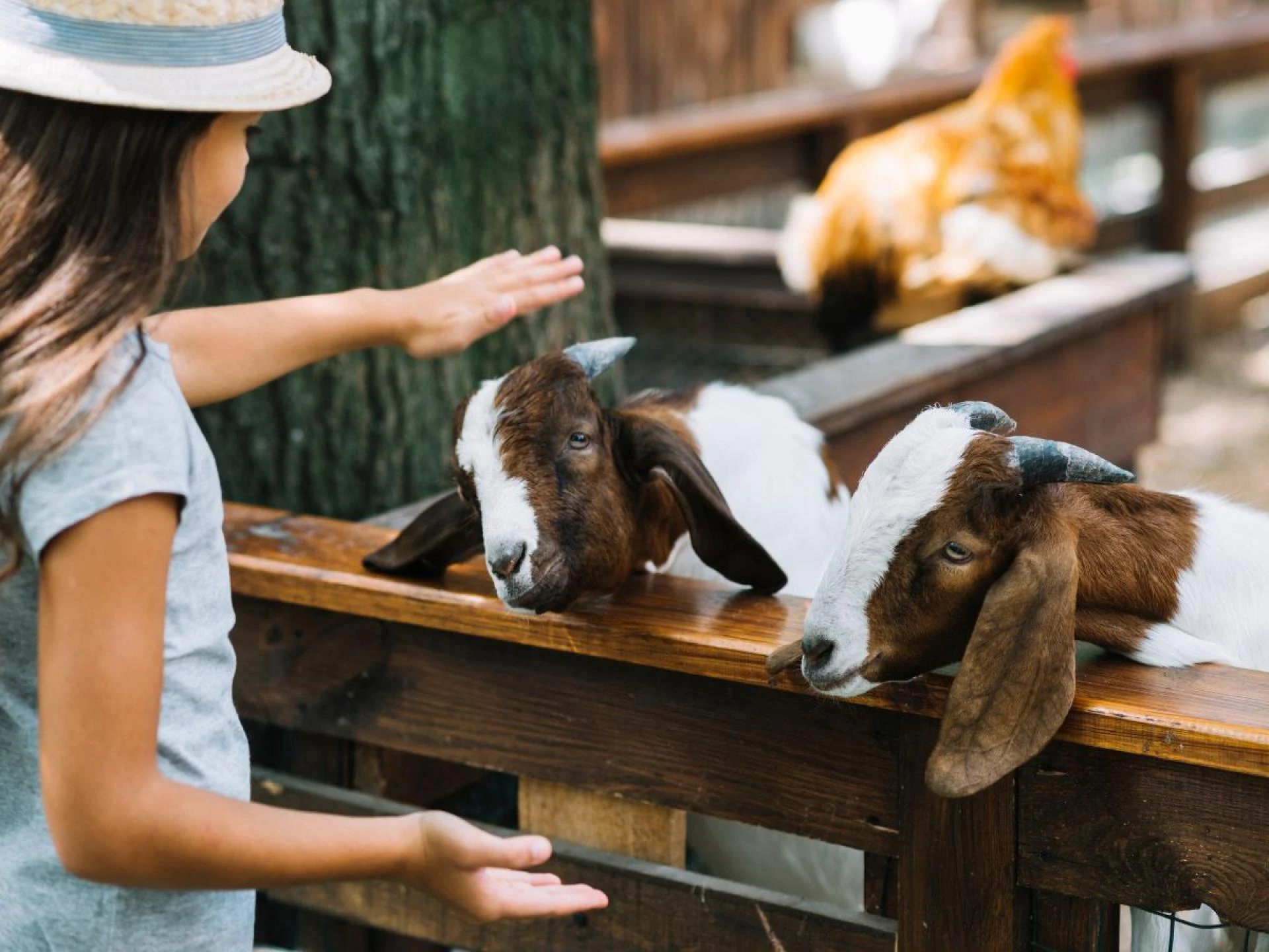 A Day in the Life: Documenting Animal Farm Activities