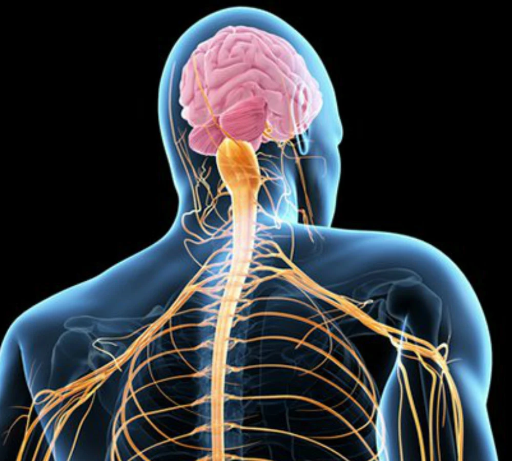 Amyotrophic Lateral Sclerosis (ALS) Treatment Market Is Estimated To Witness High Growth Owing To Government Initiatives and Funding Support