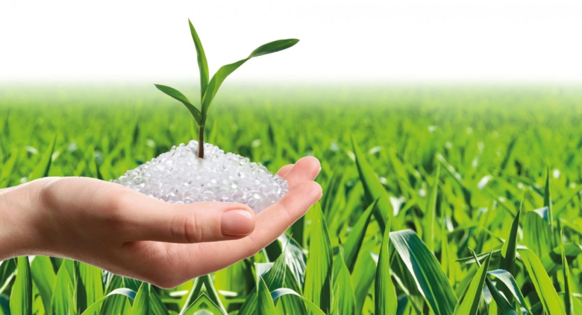 Shaping a Greener Tomorrow: The Transformative Power of the Biopolymers Market