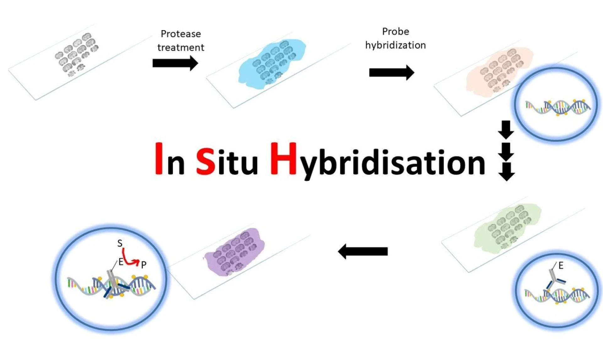 In-Situ Hybridization Market Exploration, Trends, Analysis and Forecast by 2022-2028