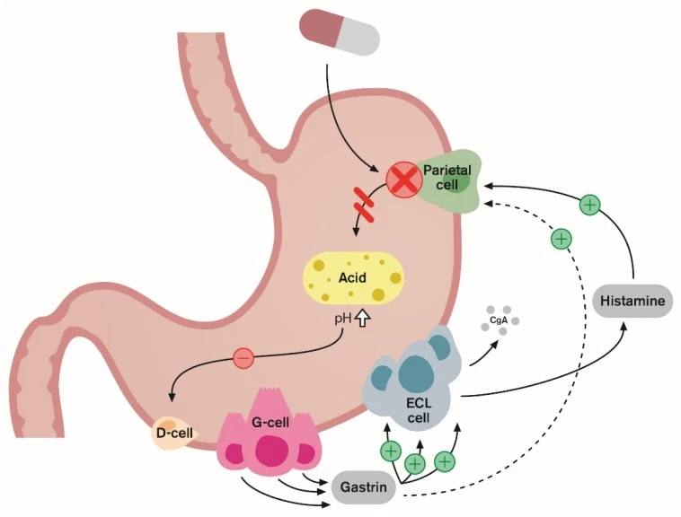 Proton Pump Inhibitors Are Medications That Reduce Stomach Acid Production Profoundly And Prolongedly