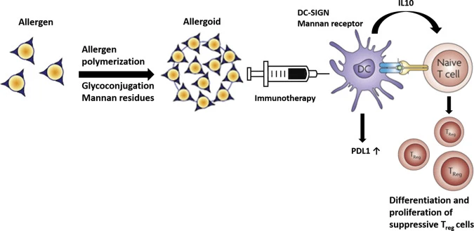 What are the Benefits of Europe And Japan Allergy Immunotherapy?