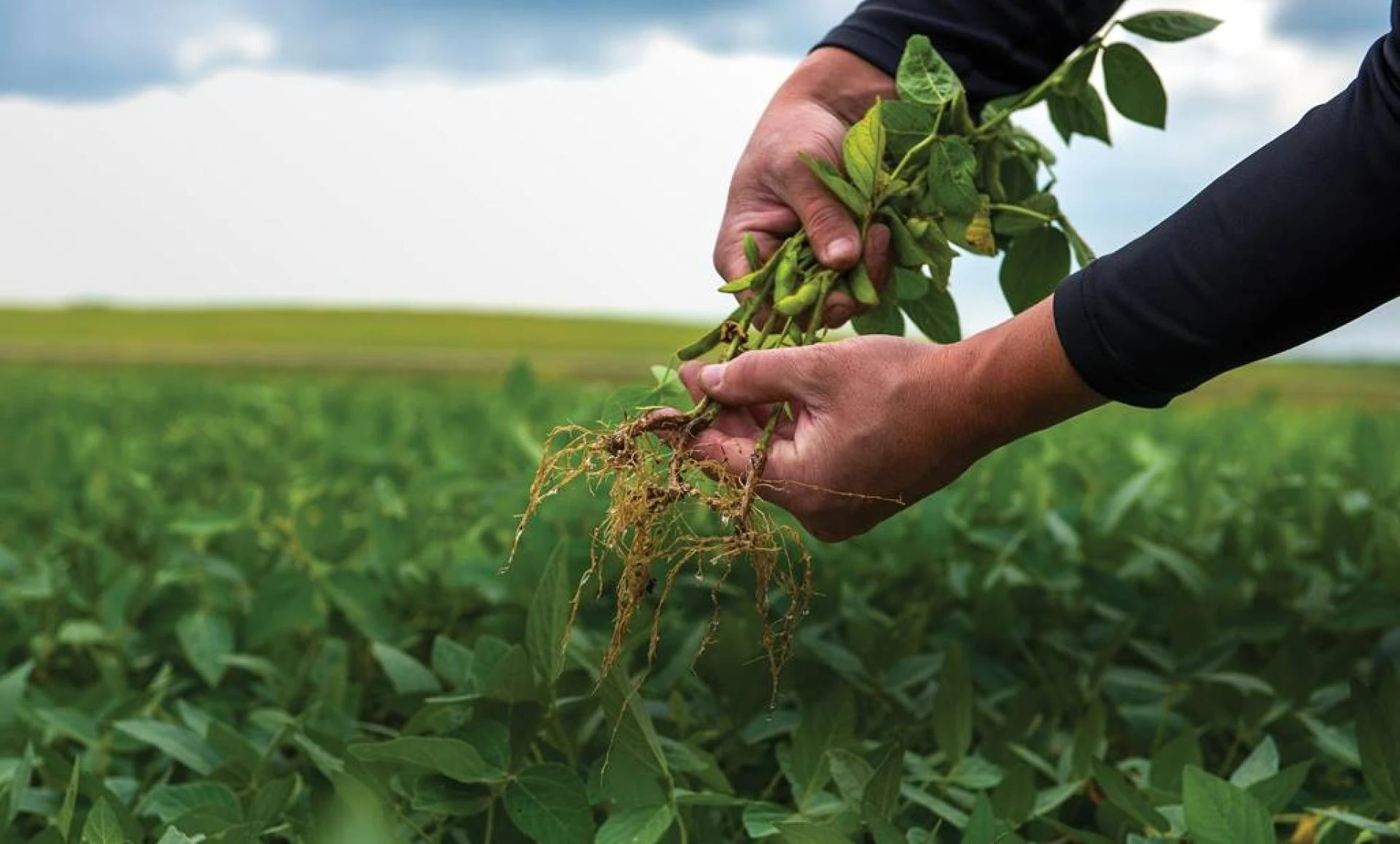 Growth, Trends, The Impact Of COVID-19, And Forecasts For The Seed Treatment Market (2020 - 2027)