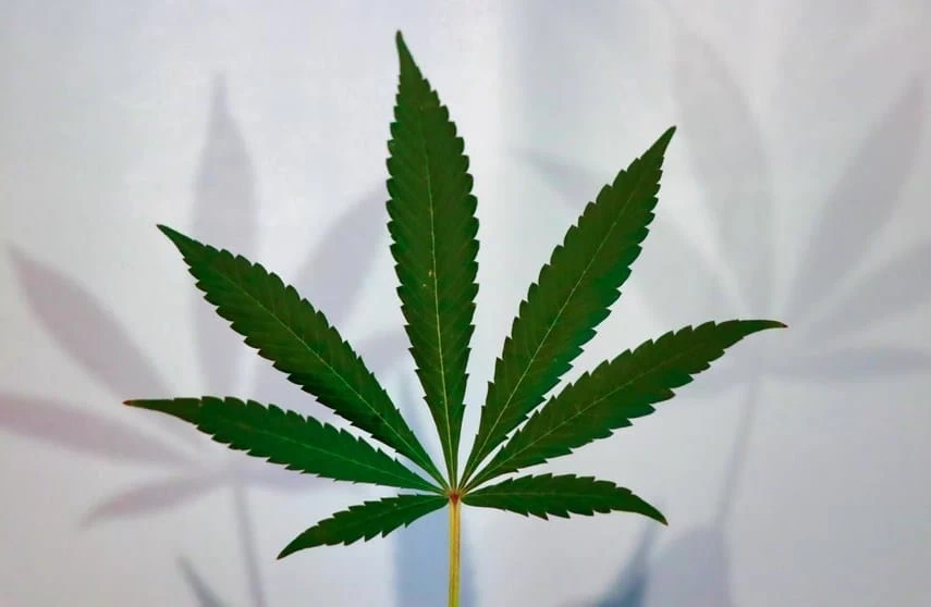 Thrive Your Cannabis Dispensary with Advance Marketing Strategies