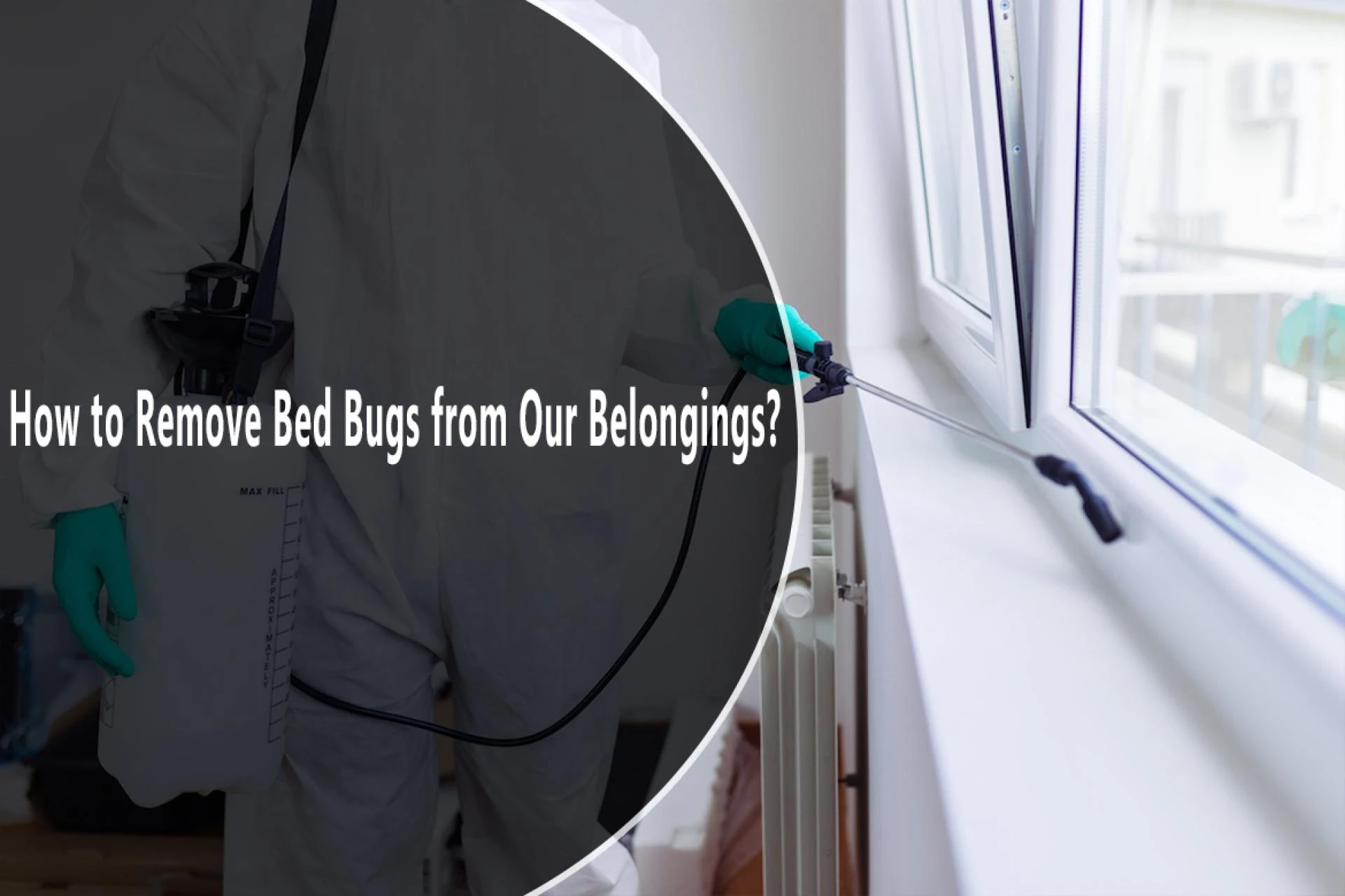 How to Remove Bed Bugs from Our Belongings?