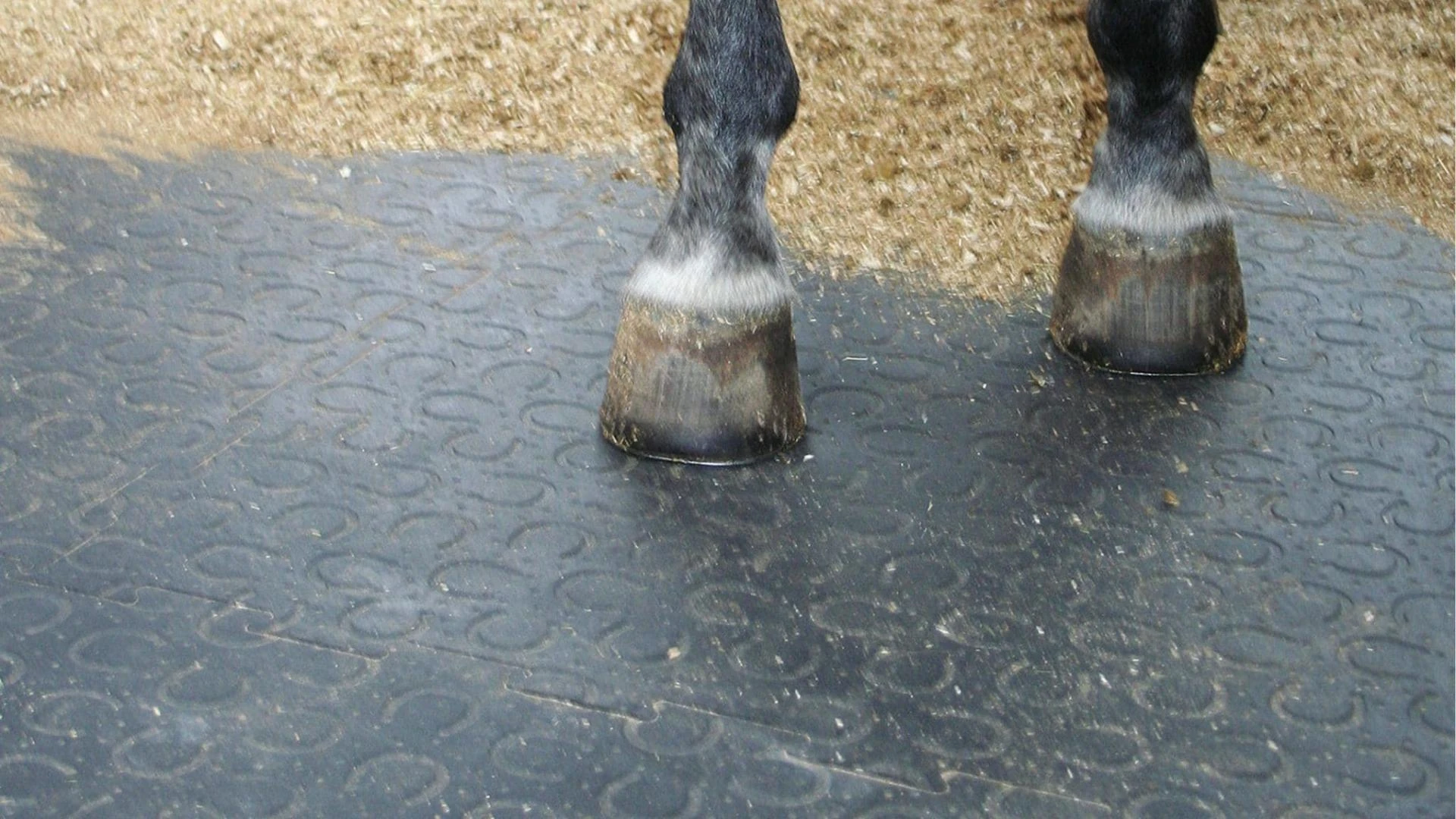 Why Should You Rethink Your Horse's Stall Flooring?