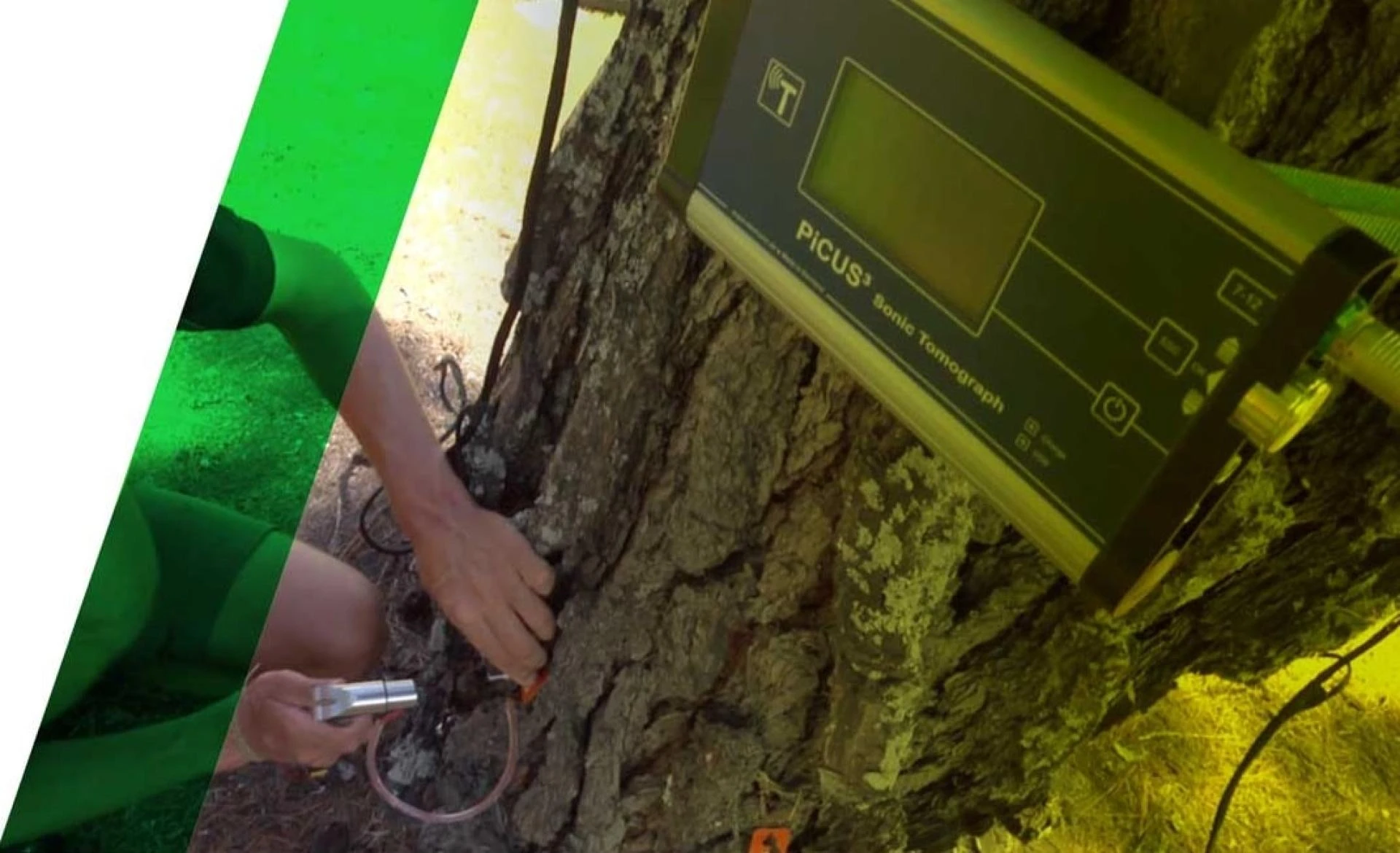Tree Assessment Auckland