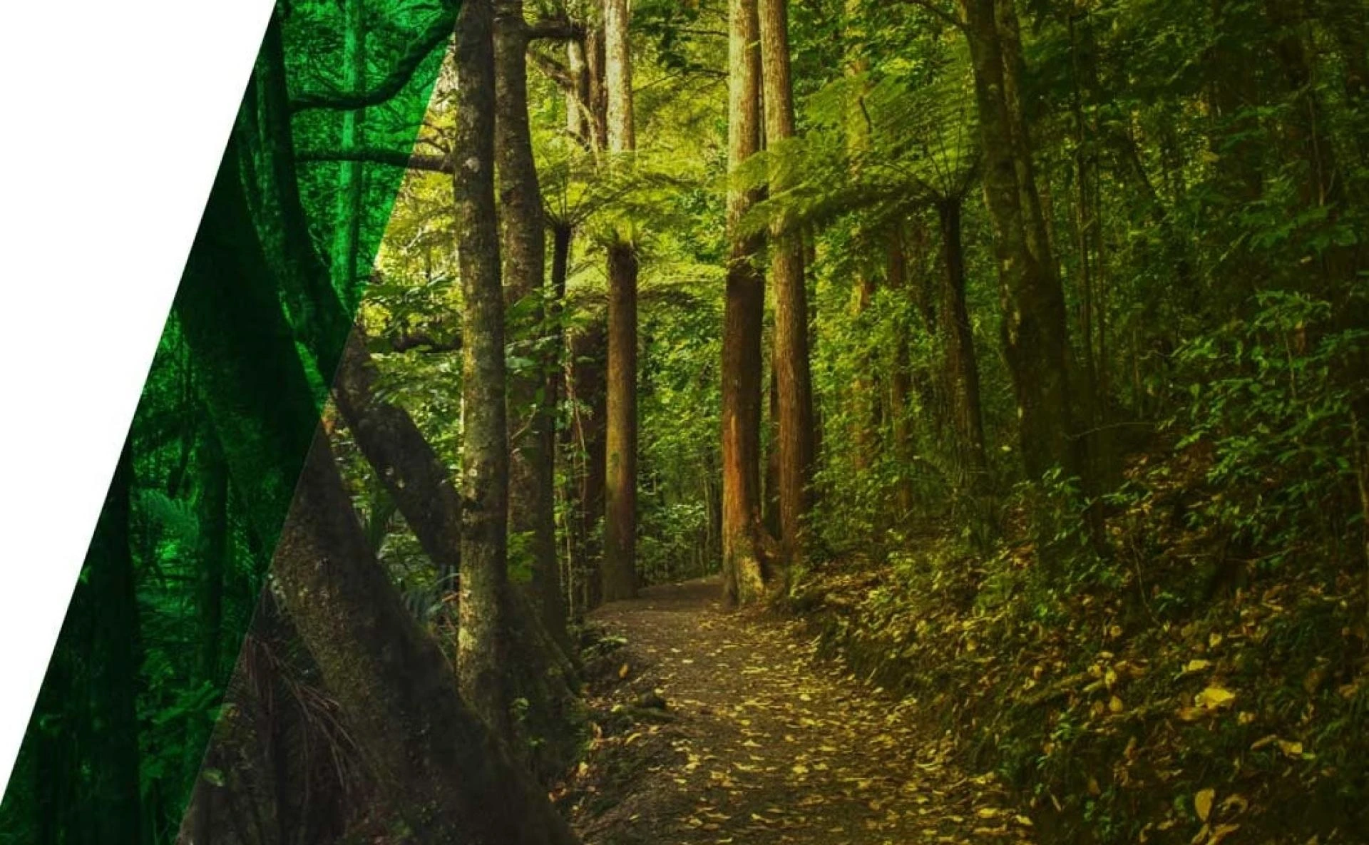 Works Arborist Auckland