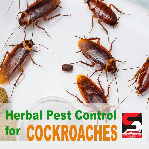 Best Pest Control Services in Mumbai by Sadguru Pest Control