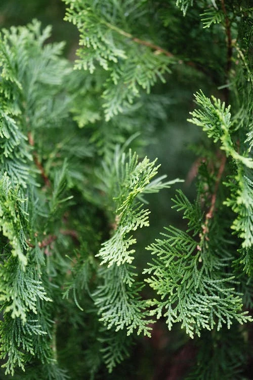 Innovative Landscaping with Thuja Varieties: Insights from a Professional