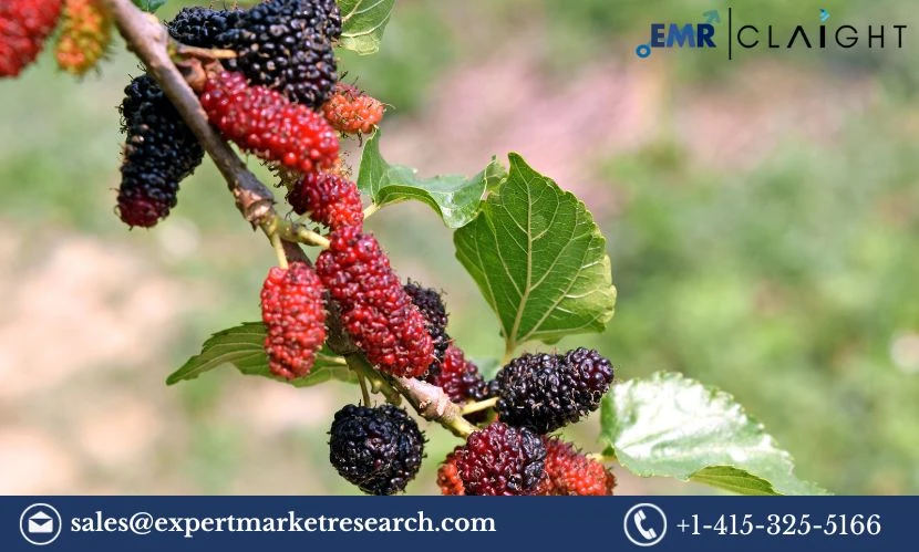 Global Mulberry Leaf Extract Market Size, Analysis, Growth 2024-2032