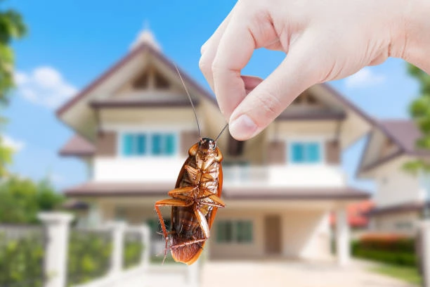 Cockroach Pest Control Services - SMG Pest Control Services in Dubai