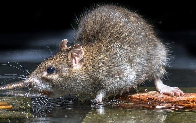 These 5 Rat-Proof Tactics Will Improve Your Living Condition