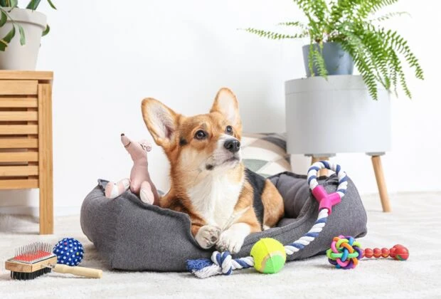 Hochwertiges Hundezubehör: Top Marken und ihre Vorteile
