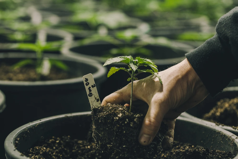 Cannabis Dünger richtig einsetzen: Living Soil als Schlüssel zum Erfolg