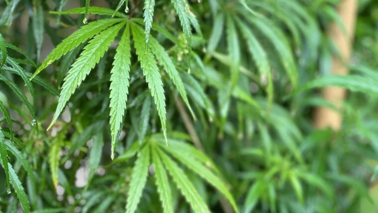 Growshop-Highlights: Must-Have Produkte für Hanfanbauer