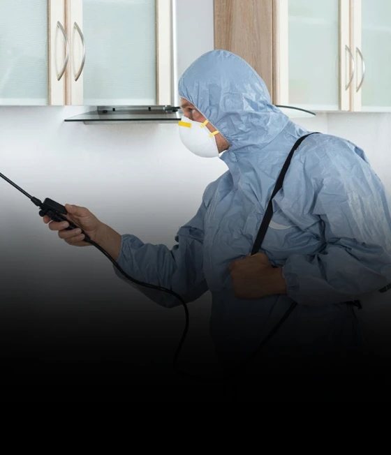 Get Rid of Termites with Professional Termite Control Services in Noida