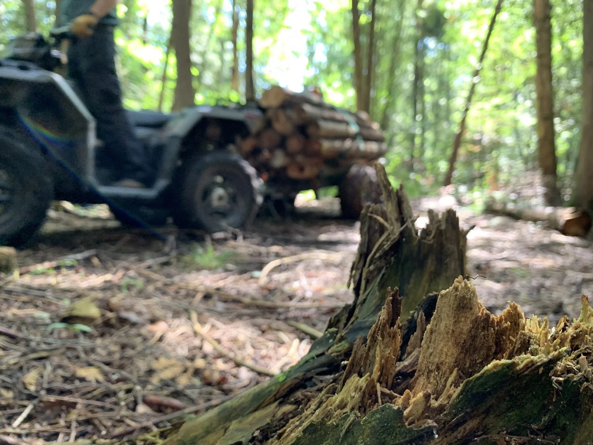 Safely Harvest and Haul Timber to Your Portable Mill with These 3 Tips