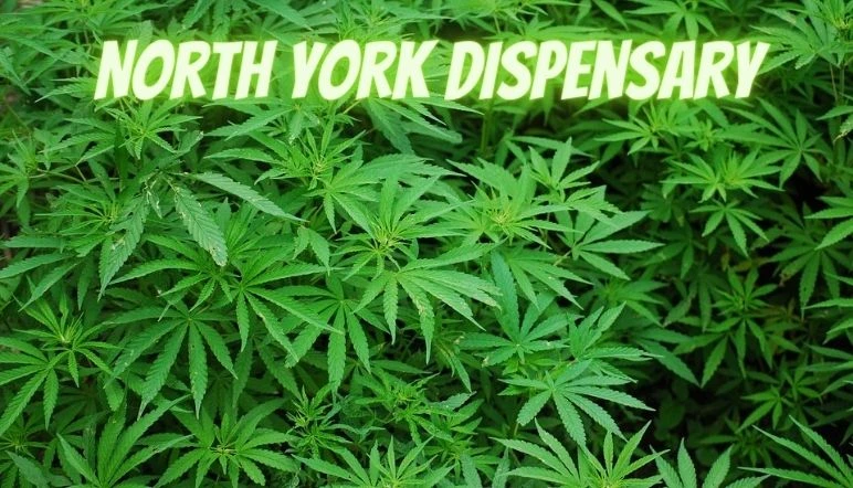 The Insiders Guide To Finding The Best North York Dispensary
