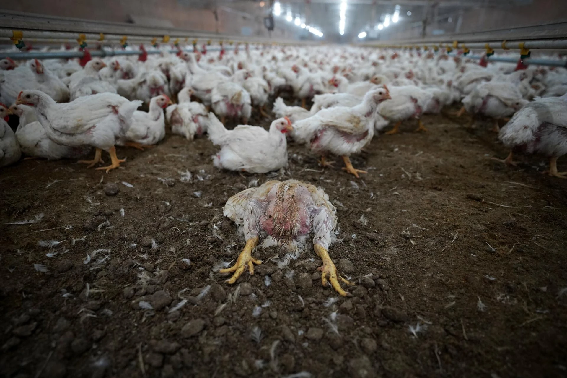 Humane Foundation – Empowering Hearts, Igniting Change