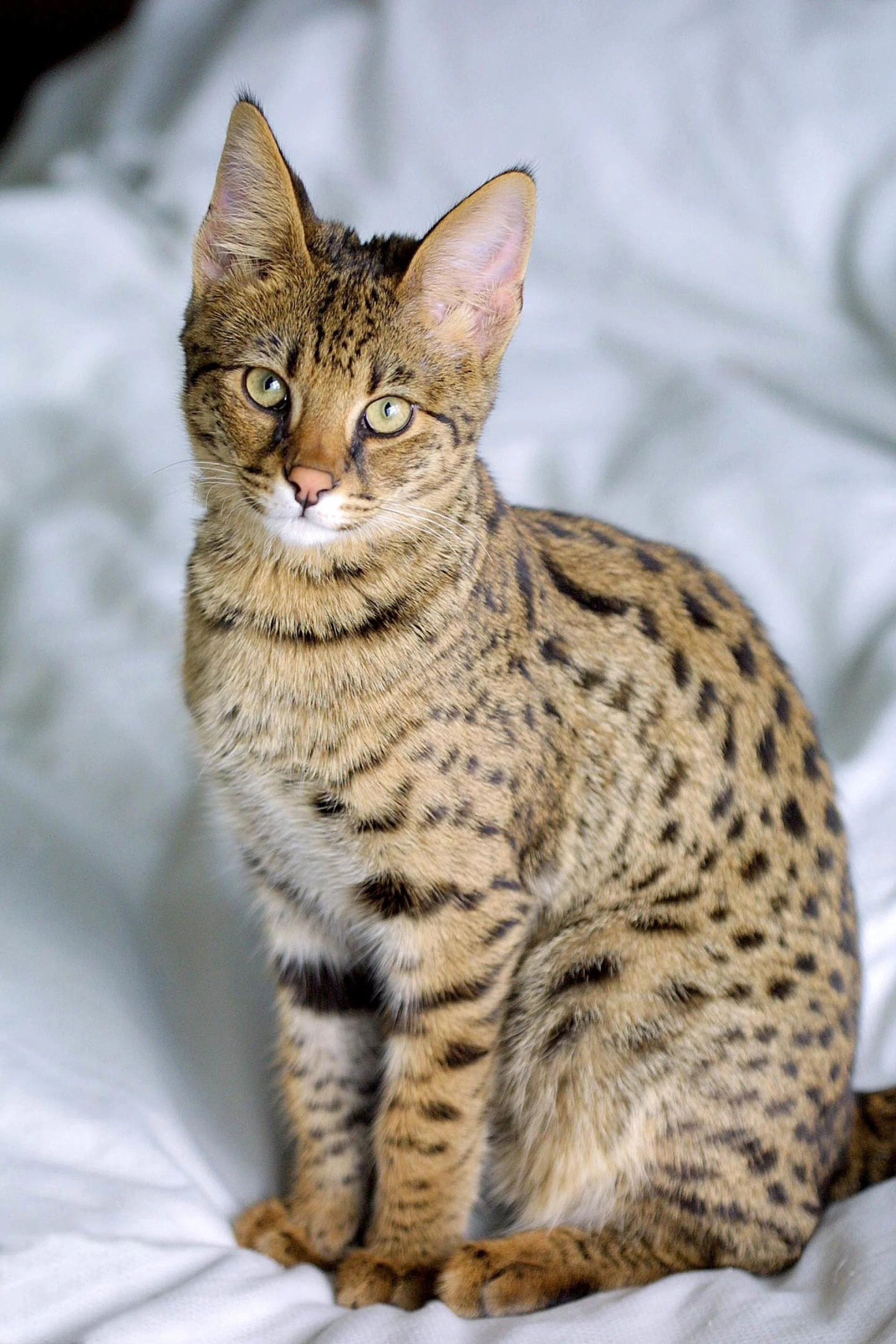 "Your New Adventure Partner: Adopt a Savannah Cat for Sale Today"