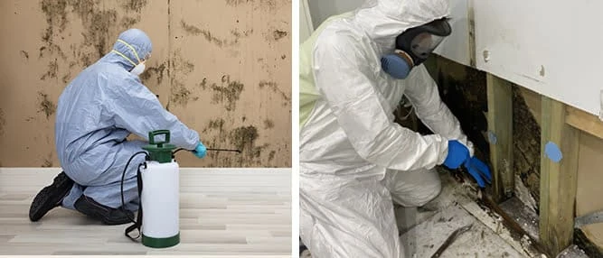 Exclusive Mould Removal Steps