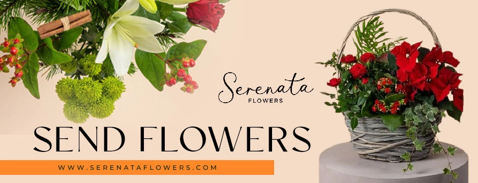 The Language of Christmas Blooms: Symbolism Behind Sending Flowers Online