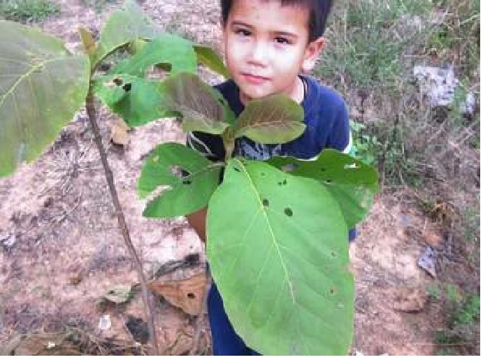 forensic loan auditor