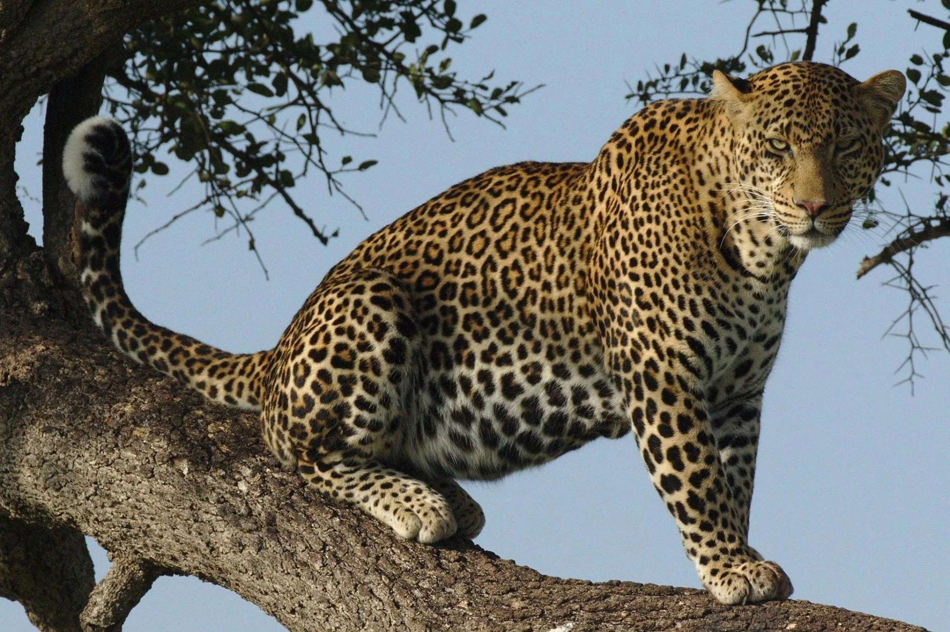 The best of Masai Mara National Park, Hotels and animals to see