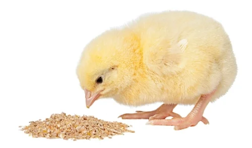 Poultry Feed Market Trends Analysis and Forecast (2024-2030)
