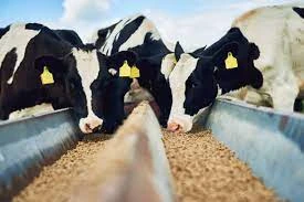 "Animal Feed Market Dynamics: Segment Analysis and Future Outlook (2024-2030)"