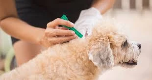 Animal Parasiticides Market to Witness Substantial Growth, Reaching USD 14 Billion by 2030