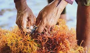 : Commercial Seaweed Market Size, Share, Trends, Growth, and Revenue Analysis (2022-2028)