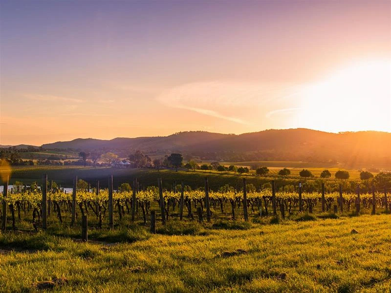 Exploring Melbourne's Wine Scene with Yarra Valley Winery Tours